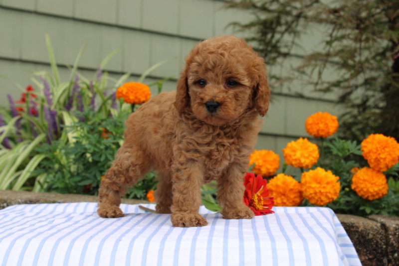 puppy, for, sale, Mini Poodle, Matthew B. Stoltzfus, dog, breeder, Gap, PA, dog-breeder, puppy-for-sale, forsale, nearby, find, puppyfind, locator, puppylocator, aca